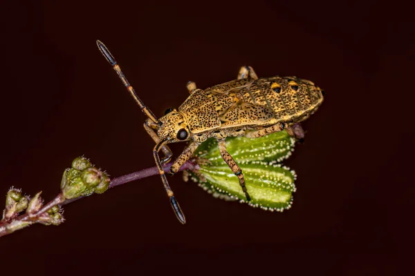 Leaf Footed Bug Nymph Genus Catorhintha — Zdjęcie stockowe