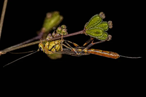 Adult Female Ichneumonid Wasp Genus Eiphosoma — Stock fotografie