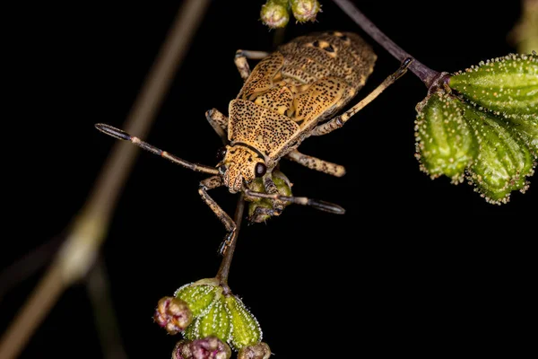 Leaf Footed Bug Nymph Genus Catorhintha — стоковое фото