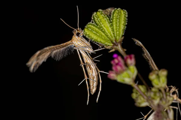 Pterophoridae Család Kifejlett Mézlepkéje — Stock Fotó