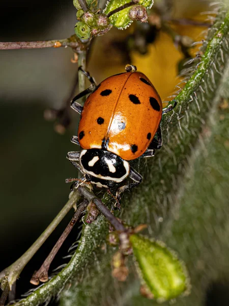 Adult Convergent Lady Escarabajo Especie Hippodamia Convergens — Foto de Stock