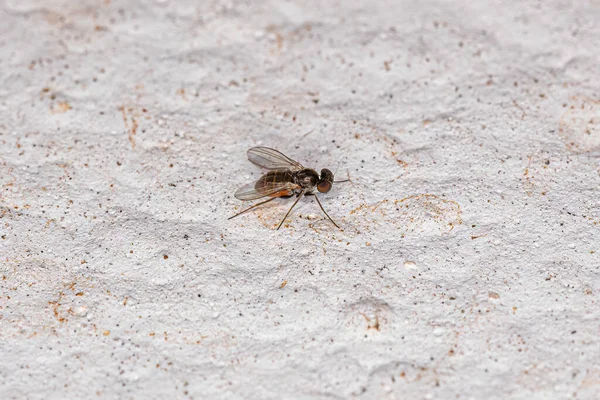 Adult Long Legged Fly Family Dolichopodidae — Stock Photo, Image