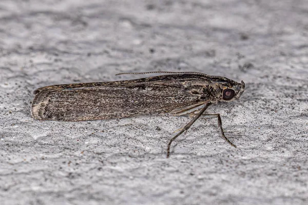 Lepidoptera Tarikatının Yetişkin Güve Böceği — Stok fotoğraf