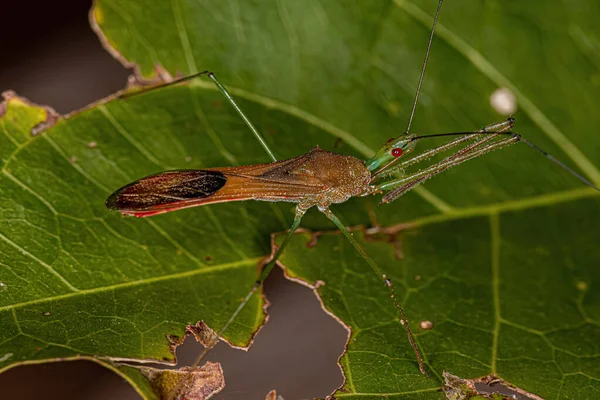 Bug Assassino Adulto Tribo Harpactorini — Fotografia de Stock