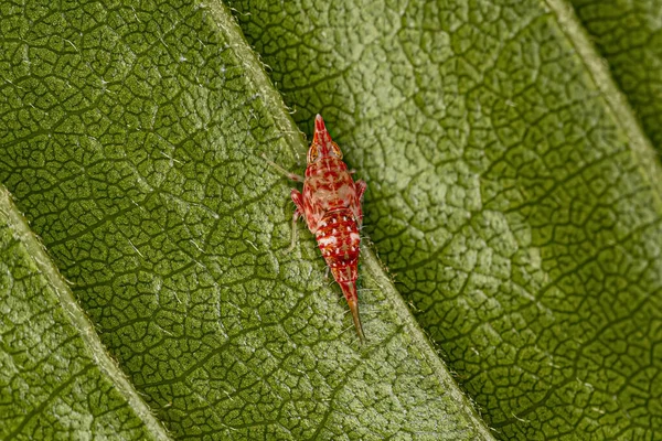 Cicadellidae Család Tipikus Kis Leveles Nimfája — Stock Fotó