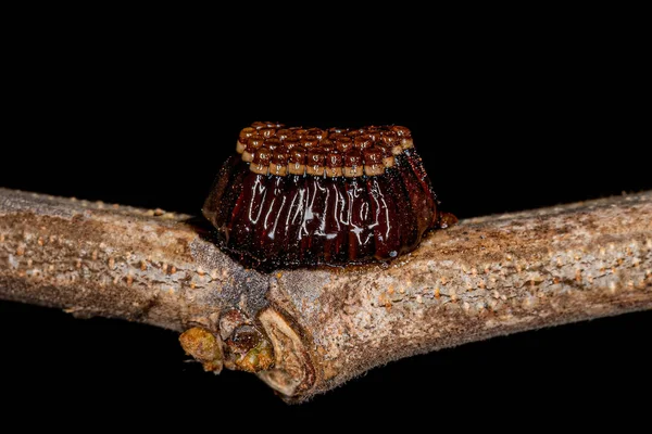 Ovos Bug Assassinos Família Reduviidae — Fotografia de Stock