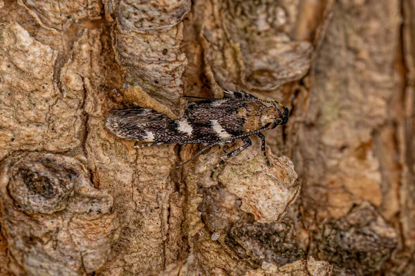 Adult Twirler Moth Family Gelechiidae — Stok fotoğraf