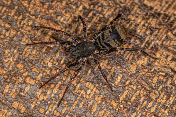 Ant Mimic Sac Spider Genus Castianeira — Fotografia de Stock