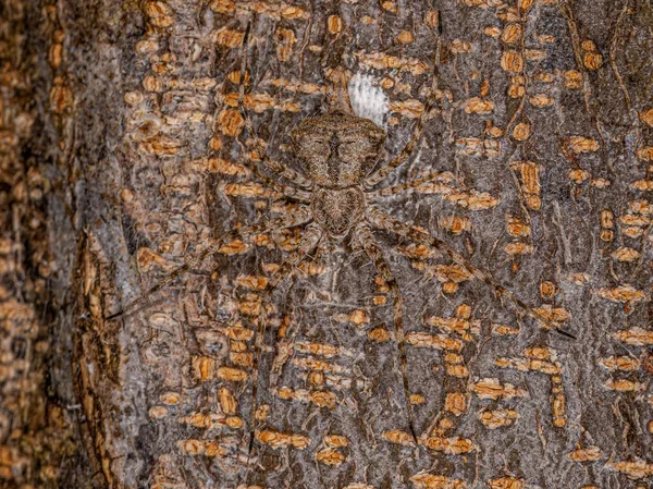 Small Longspinneret Spider Family Hersiliidae — Stok fotoğraf