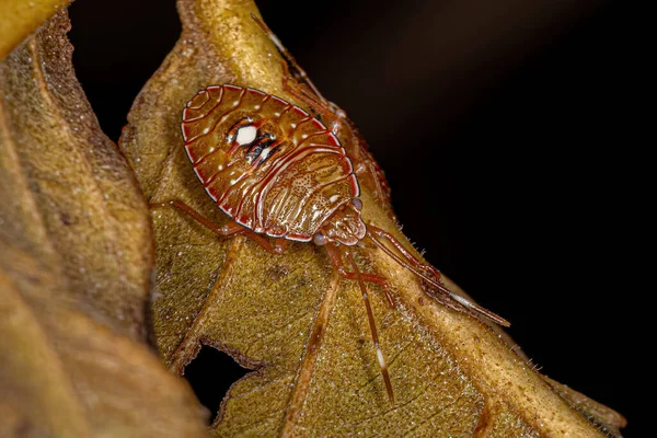 Ninfa Bug Stink Subfamília Edessinae — Fotografia de Stock