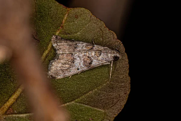 Взрослый Pyralid Snout Moth Семейства Pyralidae — стоковое фото