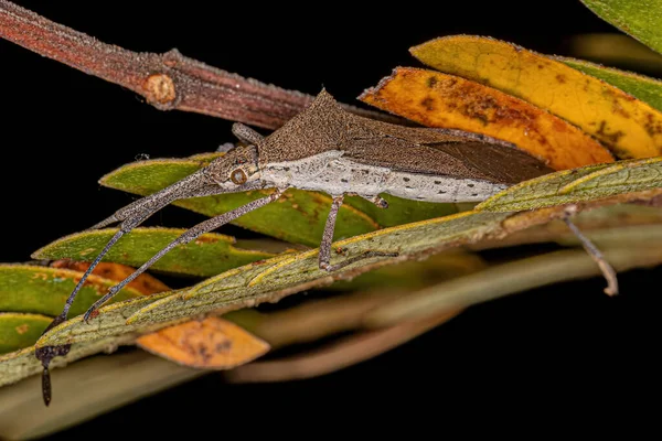 Bug Pattes Feuilles Adulte Genre Chariesterus — Photo