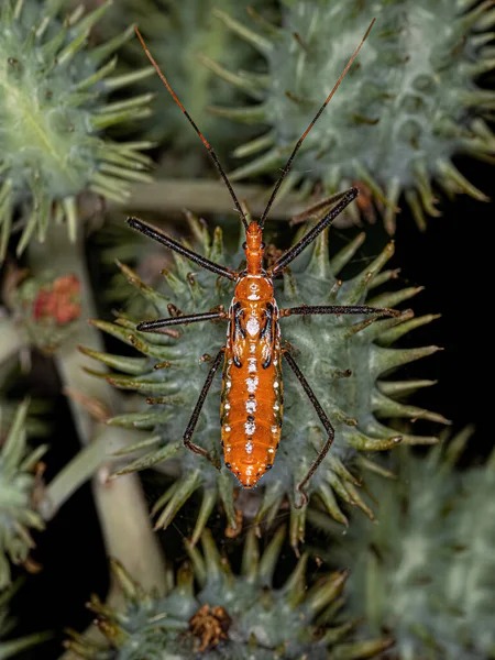 Assassin Bug Nymphe Des Stammes Harpactorini — Stockfoto