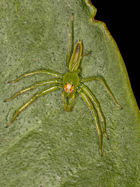Small Translucent Green Jumping Spider Genus Lyssomanes — Stok fotoğraf