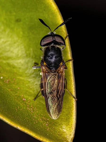 Small Adult Soldier Fly Genus Hoplitimyia — Stockfoto