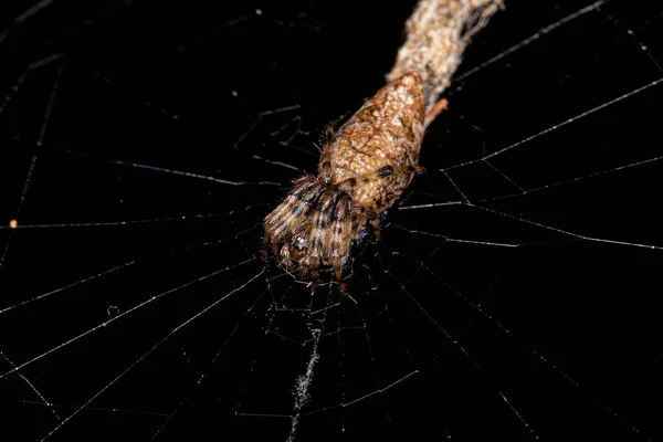 Pequeno Trashline Orbweaver Aranha Gênero Cyclosa — Fotografia de Stock