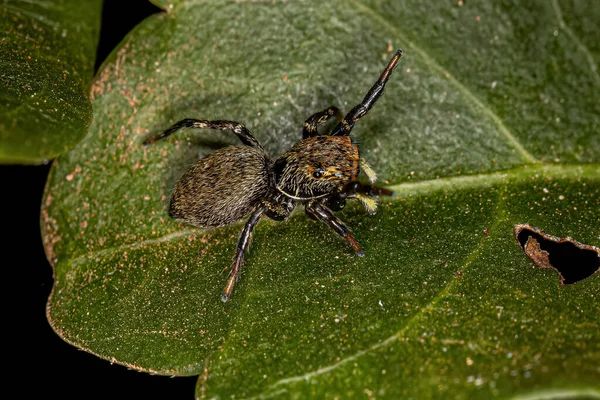 Pequena Aranha Saltadora Gênero Phiale — Fotografia de Stock