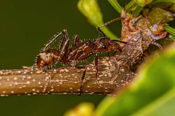 Adult Female Ectatommine Ant Genus Ectatomma — Stock Photo, Image