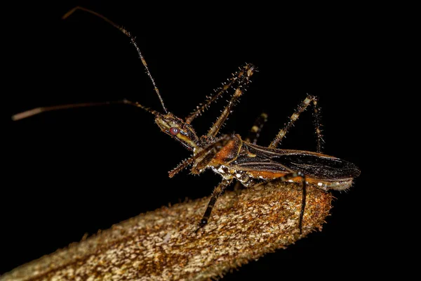 Adulter Assassin Bug Der Gattung Zelus — Stockfoto