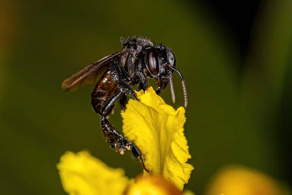 Взрослая Самка Бесногой Пчелы Рода Trigona — стоковое фото
