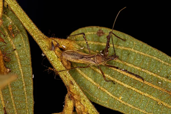 Adult Assassin Bug Rus Zelus — Stock fotografie