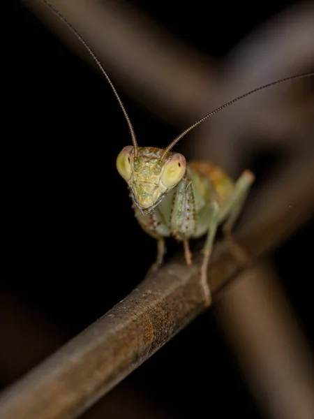 Acontistid Mantis Nymphe Der Gattung Metaphotina — Stockfoto