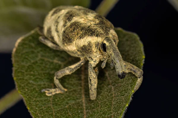 Adult True Weevil Species Ileomus Mucoreus — Foto Stock