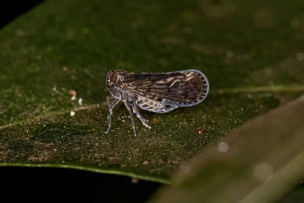 Piccolo Planthopper Adulto Insetto Del Genere Pintalia — Foto Stock