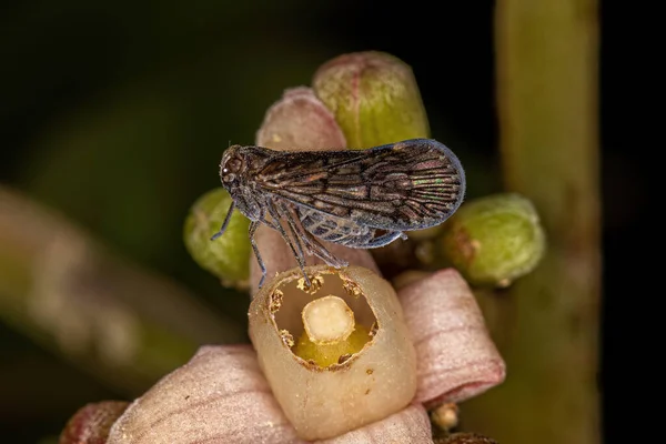 Adult Small Planthopper Insecect Genus Pintalia — стокове фото