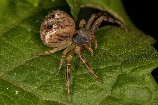 Thomisidae Ailesinin Küçük Dişi Yengeç Örümceği — Stok fotoğraf