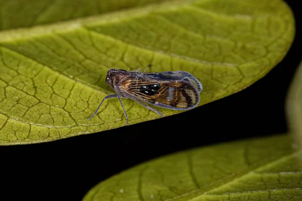 Adult Small Planthopper Insect Species Pintalia Constellaris — Fotografia de Stock