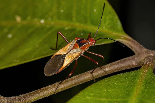 Ενηλίκων Leaf Footed Bug Του Είδους Hypselonotus Interruptus — Φωτογραφία Αρχείου