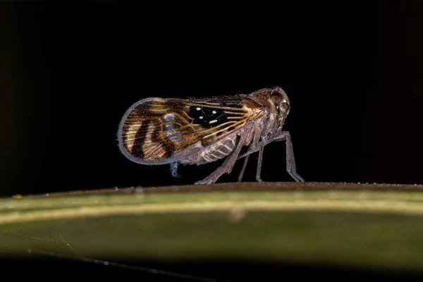 Adult Small Planthopper Insect Species Pintalia Constellaris — Stok fotoğraf