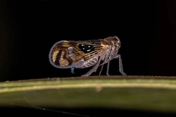 Adult Small Planthopper Insect Species Pintalia Constellaris —  Fotos de Stock