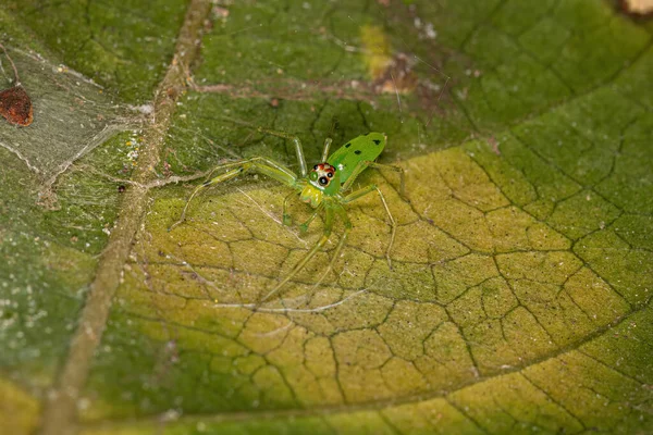 Adult Male Translucent Green Jumping Spider Genus Lyssomanes — Stockfoto