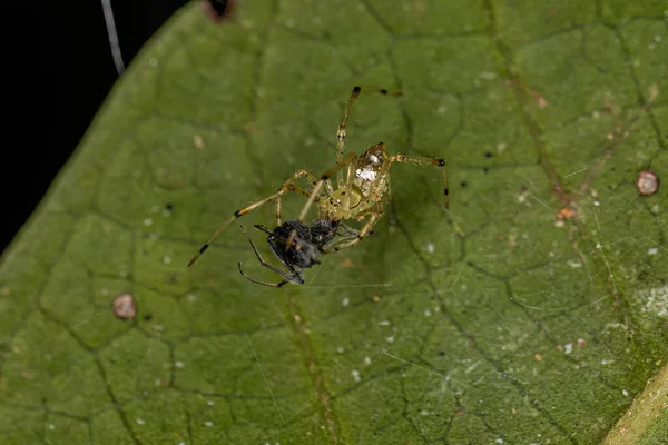 Small Mirror Ball Spider Genus Thwaitesia — Stockfoto