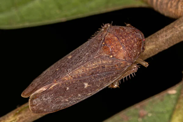 Small Typical Leafhopper Tribe Gyponini — Stock Photo, Image