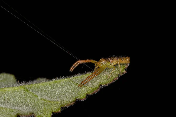 Adult Octopus Crab Spider Genus Tmarus — Stok fotoğraf