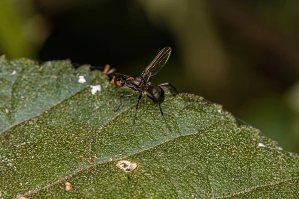 Ausgewachsene Schwarze Aasfresserfliege Der Familie Sepsidae — Stockfoto