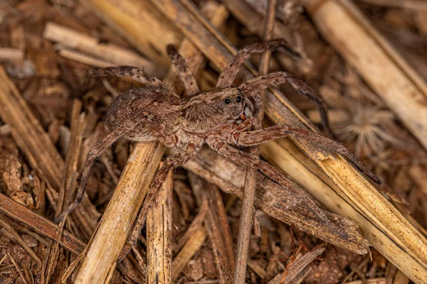 Malý Vlčí Pavouk Čeledi Lycosidae — Stock fotografie