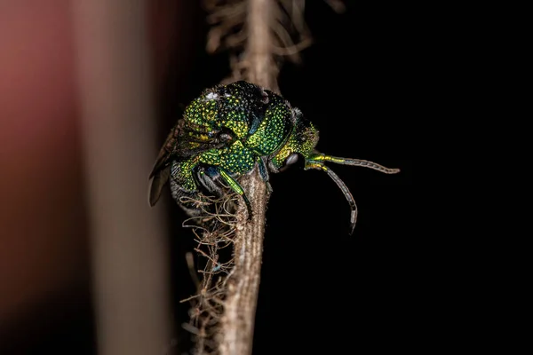 Adult Cuckoo Wasp Family Chrysididae — Zdjęcie stockowe