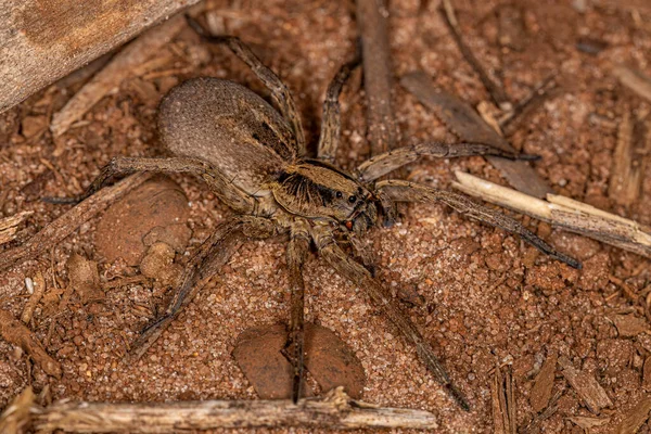 Small Wolf Spider of the Family Lycosidae