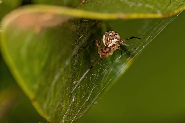 Small Female Brown Widow Spider Species Latrodectus Geometricus — Stockfoto