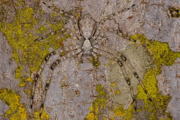 Aranha Caranguejo Fêmea Pequena Família Thomisidae — Fotografia de Stock