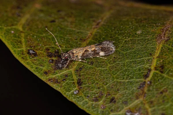 Moth Twirler Dla Dorosłych Rodzaju Stegasta — Zdjęcie stockowe