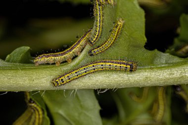 Great Southern White Butterfly Caterpillar of the species Ascia monuste
