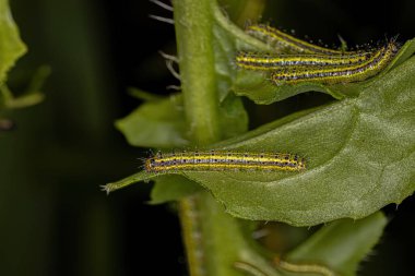Great Southern White Butterfly Caterpillar of the species Ascia monuste