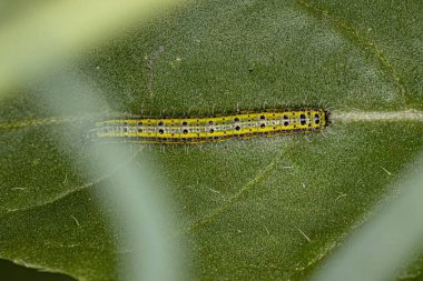 Great Southern White Butterfly Caterpillar of the species Ascia monuste