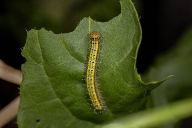 Great Southern White Butterfly Caterpillar of the species Ascia monuste