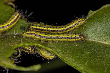 Great Southern White Butterfly Caterpillar of the species Ascia monuste